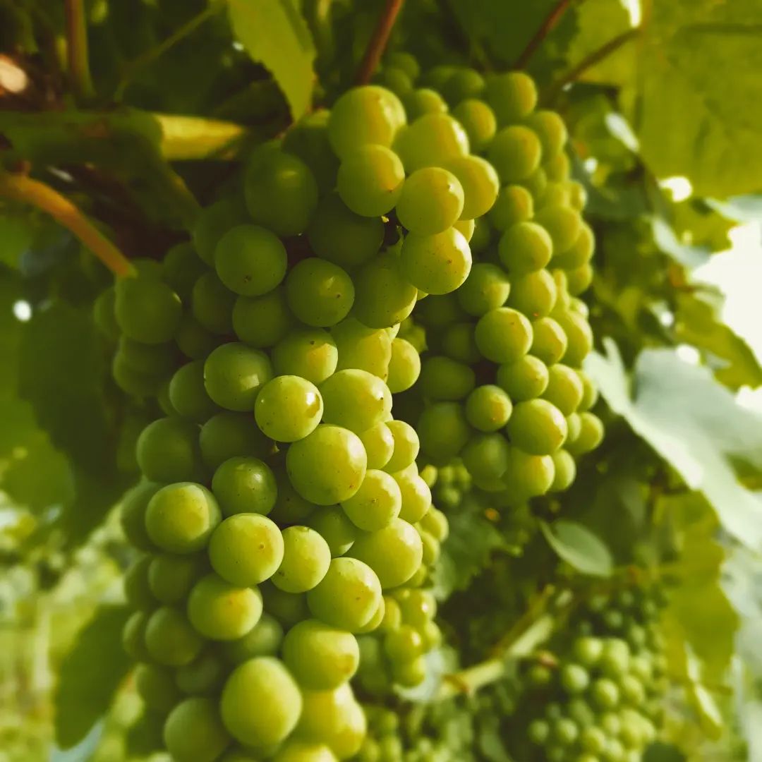 Winnica Wellness & Spa - Aktywny Senior na Powiślu