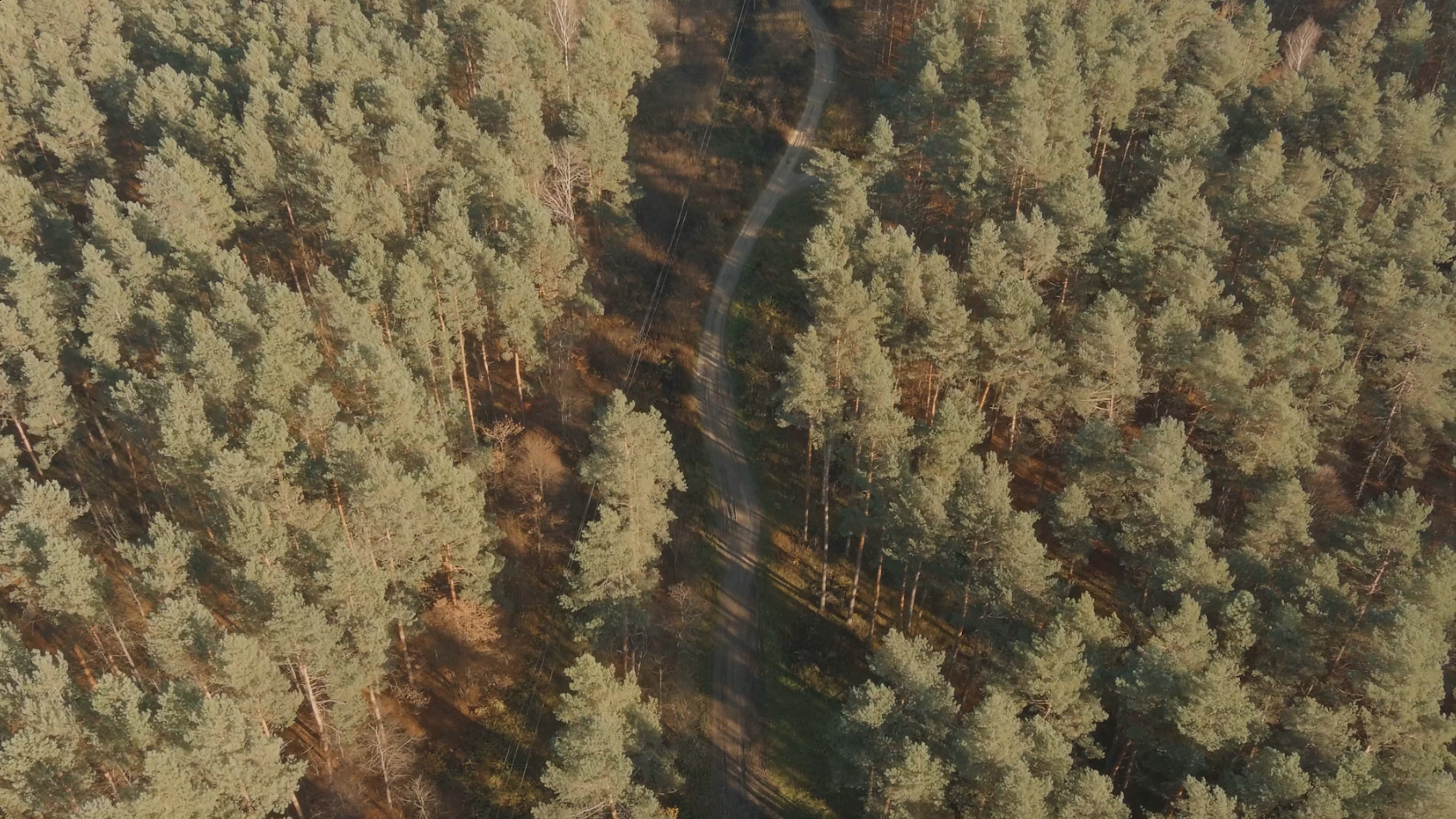 Fundacja Zakłady Kurnickie - Rozwój programu "Drzewo Franciszka"